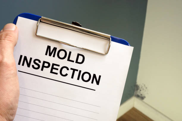 Trusted Red Lick, TX Mold Removal Experts